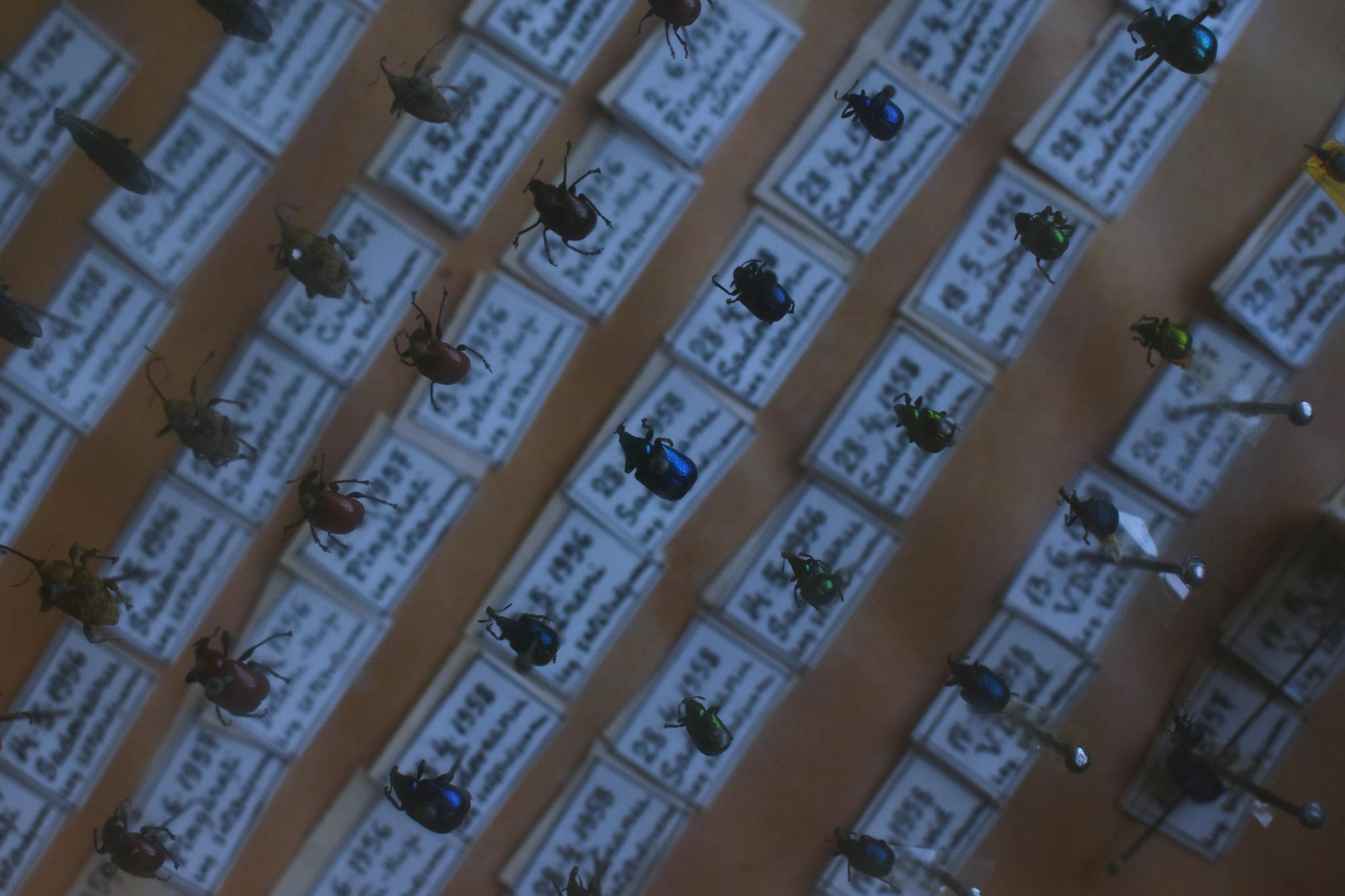 A close-up view of various pinned beetles in a scientific collection exhibit.