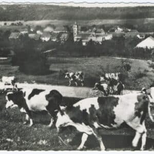 Carte postale ancienne aux bords dentelés montrant un troupeau de vaches Montbéliardes au premier plan dans un pâturage. En arrière-plan, le village de Landresse (Doubs) se détache sous la colline.