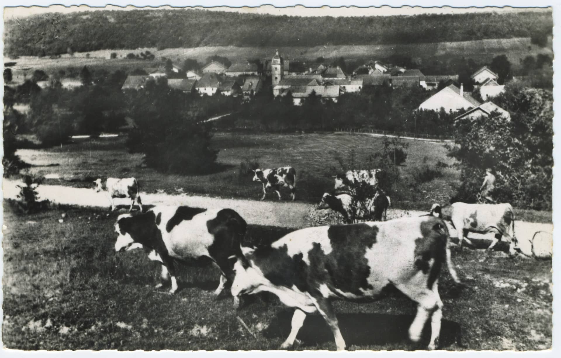 Carte postale ancienne aux bords dentelés montrant un troupeau de vaches Montbéliardes au premier plan dans un pâturage. En arrière-plan, le village de Landresse (Doubs) se détache sous la colline.
